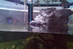resized_IMAG4607