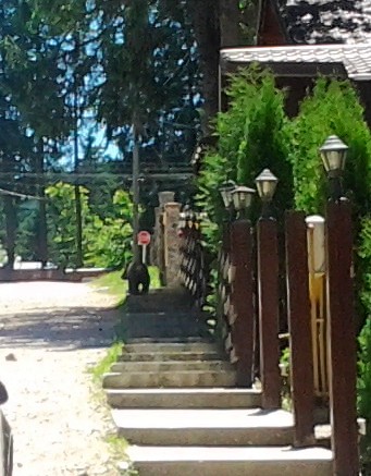 PGD Šinkov Turn; Medo na ulici